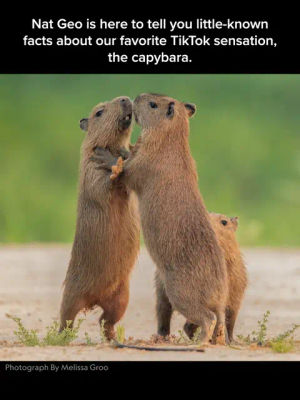 Image post by @natgeo on TikTok
