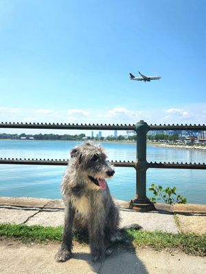 Image post by @thesavannahwolfhound on Instagram