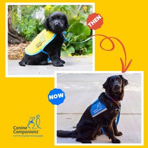 Image post by @canineorg on Instagram