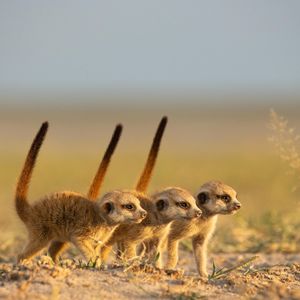 Image post by @bbcearth on Instagram