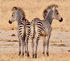 Image post by @chiawasafaris on Instagram