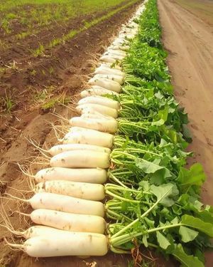 Image post by @joselonazarenopena on Facebook