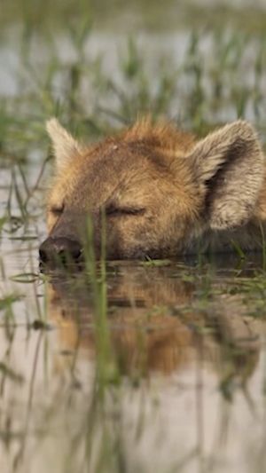Video post by @bbcearth on Instagram