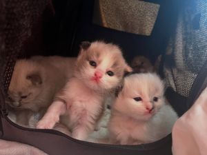 Image post by @brunrik.and.pyrene.ragdolls on Instagram