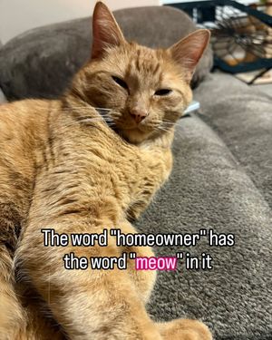 Image post by @cheeeto.the.cat on Instagram