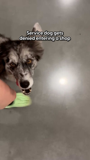 Video post by @thedodo on TikTok