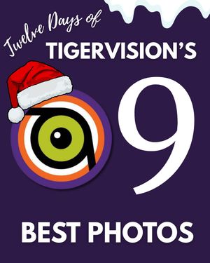 Image post by @cutigervision on Instagram