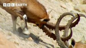 Video post by @bbcearth on YouTube
