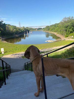 Image post by @mnwildpup on Twitter