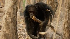 Video post by @bbcearth on YouTube
