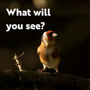 Image post by @rspb on Instagram