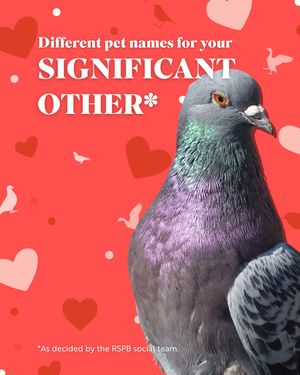 Image post by @rspb on Instagram