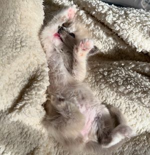 Image post by @brunrik.and.pyrene.ragdolls on Instagram
