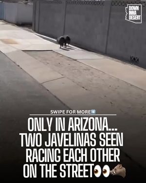 Image post by @downinnadesert on Instagram