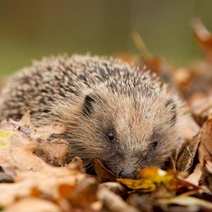 Image post by @rspb on Instagram