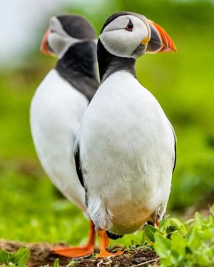 Image post by @rspb on Instagram