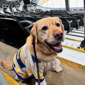 Image post by @stlbluespup on Instagram