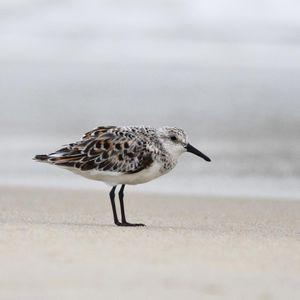 Image post by @theouterbanksnc on Instagram
