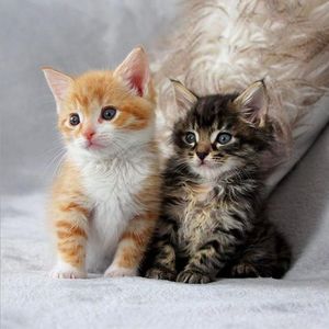 Image post by @petco on Instagram