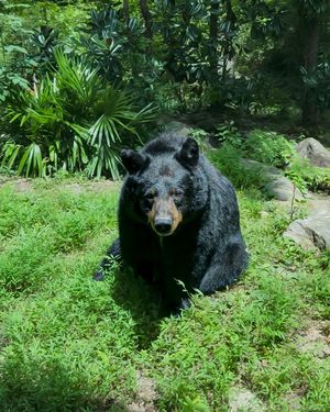 Image post by @bhamzoo on Instagram