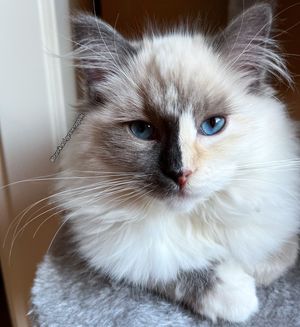 Image post by @brunrik.and.pyrene.ragdolls on Instagram