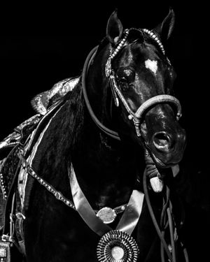 Image post by @national_horseman_arabian on Instagram