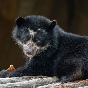 Image post by @sandiegozoo on Instagram