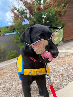 Image post by @canineorg on Instagram