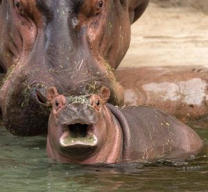Image post by @sandiegozoo on Instagram