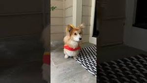 Video post by @hammyandolivia on YouTube