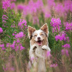 Image post by @animalplanet on Instagram