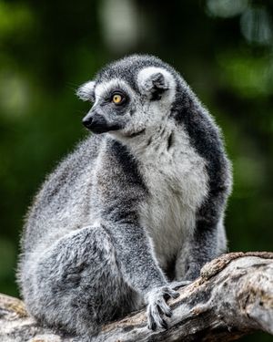 Image post by @thetorontozoo on Instagram