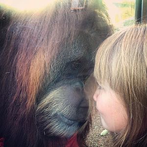 Image post by @sandiegozoo on Instagram