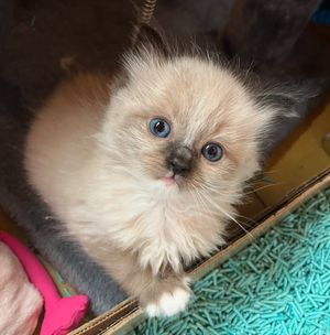 Image post by @brunrik.and.pyrene.ragdolls on Instagram