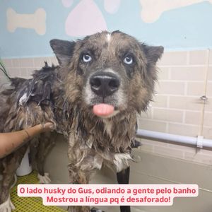Image post by @adestradores.caosincero on Instagram