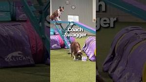 Video post by @dogsthat on YouTube