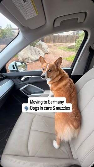 Image post by @ziggythecorg on Facebook
