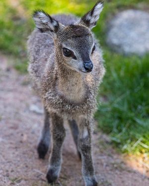 Image post by @sandiegozoo on Instagram