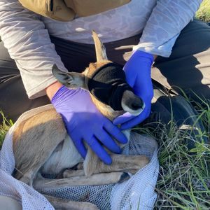 Image post by @okwildlifedept on Instagram