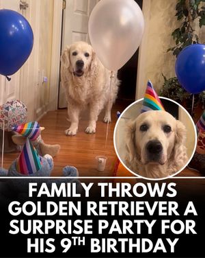 Image post by @weratedogs on Instagram