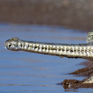Image post by @bbcearth on Instagram