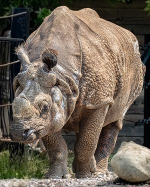 Image post by @thetorontozoo on Instagram