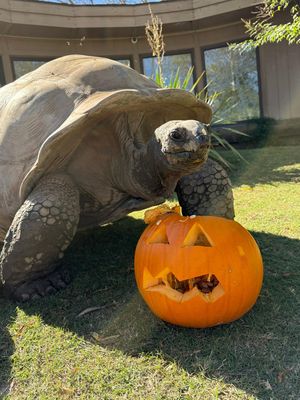 Image post by @tulsazoo on Instagram