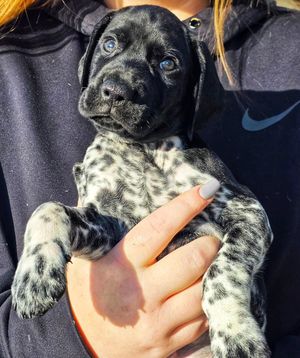 Image post by @tripleflushkennel on Instagram