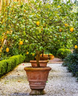 Image post by @ahs_gardening on Instagram