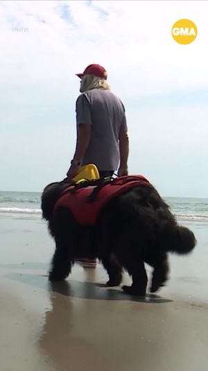 Video post by @gma on TikTok