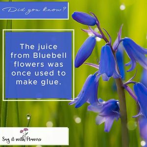 Image post by @sayitwithflowerspk on Facebook