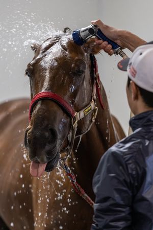 Image post by @KentuckyDerby on Twitter
