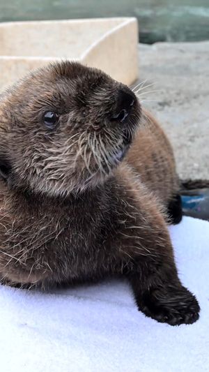 Video post by @vanaqua on Facebook