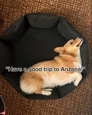 Image post by @ziggy_thecorg on Instagram